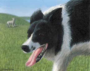 sheepdog_001.jpg